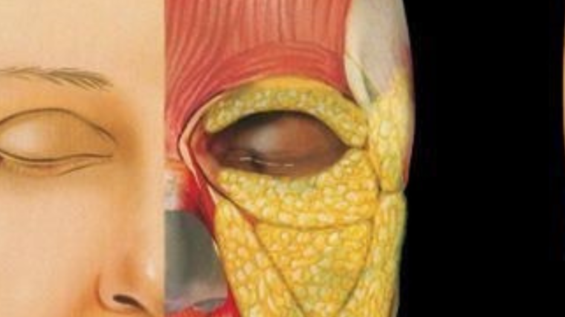 sefiller preenchimento com gordura dr tovo telefone